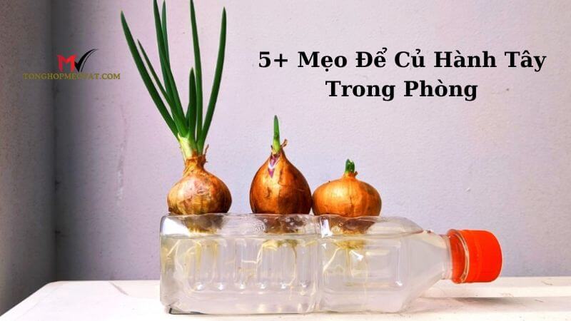 5+ Mẹo Để Củ Hành Tây Trong Phòng