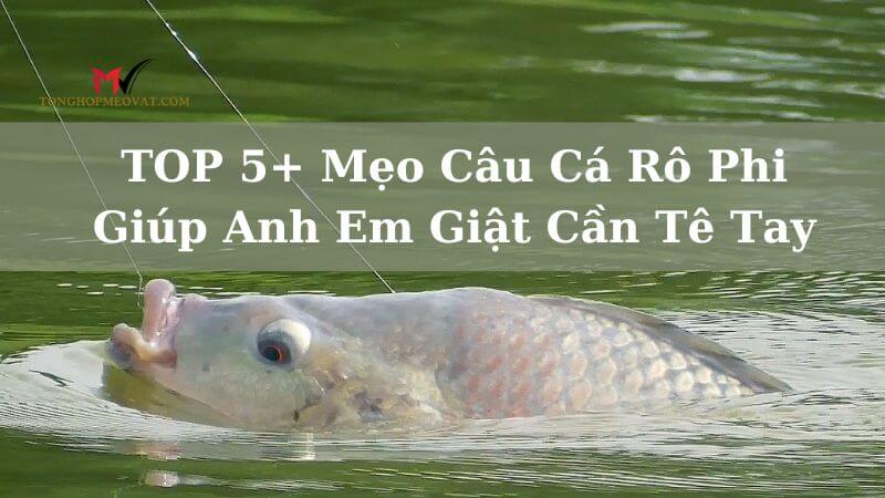 TOP 5+ Mẹo Câu Cá Rô Phi Giúp Anh Em Giật Cần Tê Tay